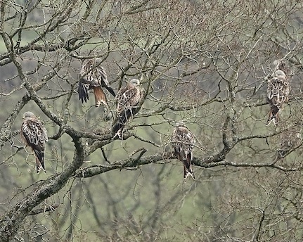 red kites feeding